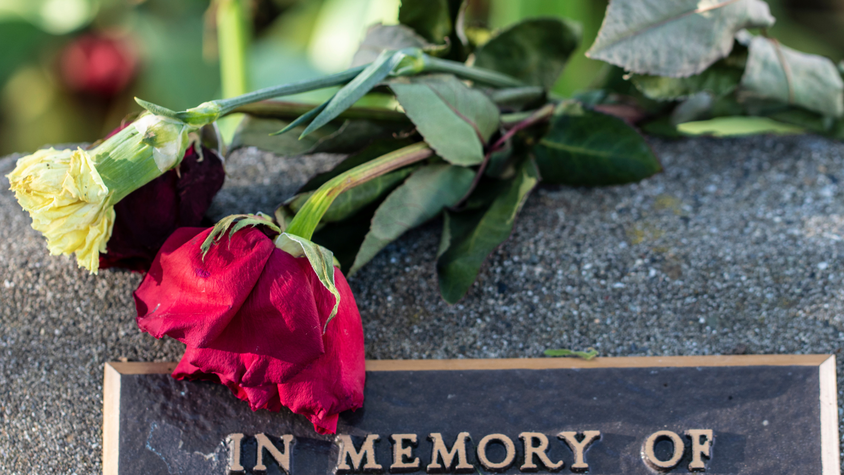 A gravestone with a plaque that says `` in memory of '' and a red rose on it.