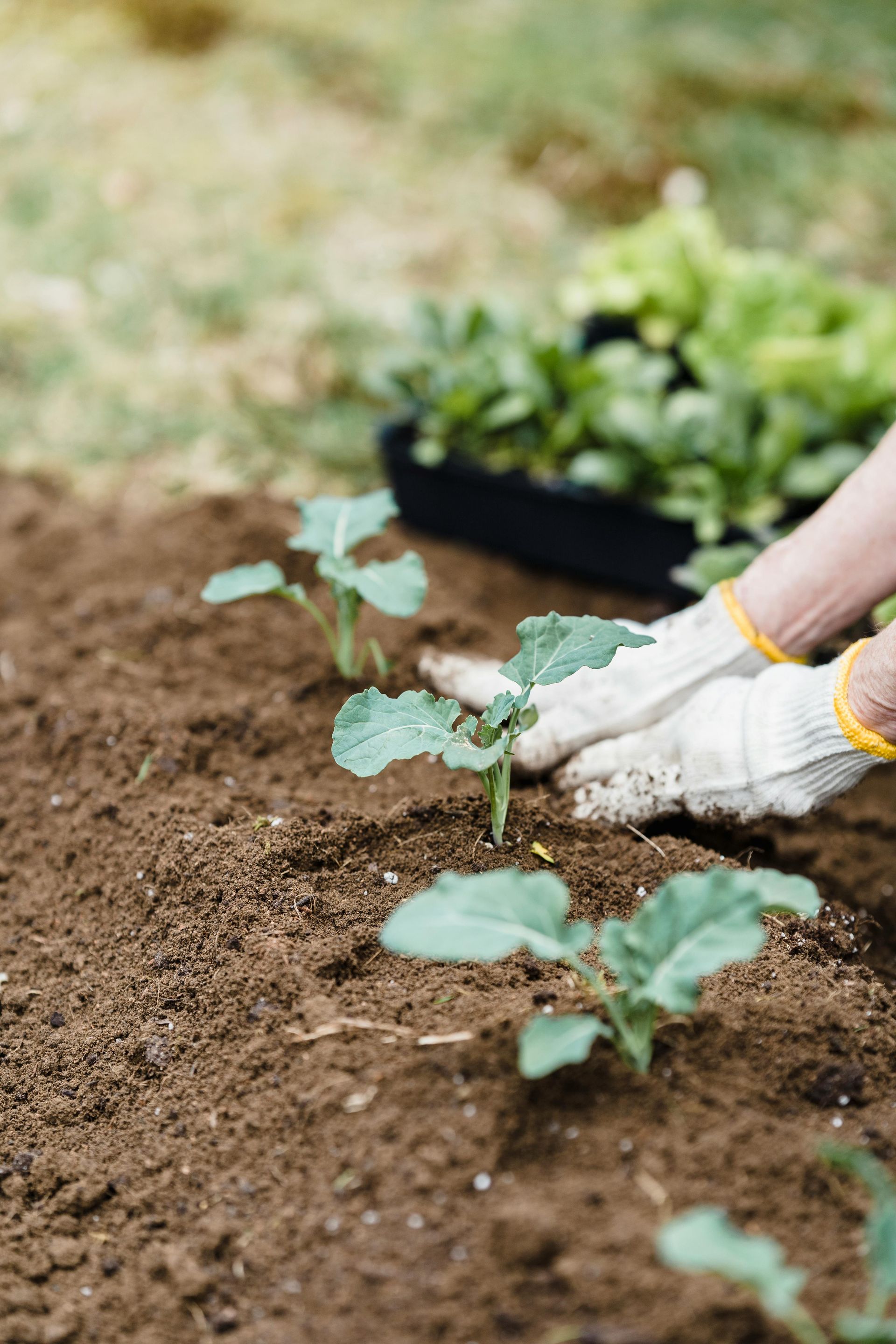 A person is planting a plant in the dirt in a garden | MowAbility Garden Services Gold Coast
