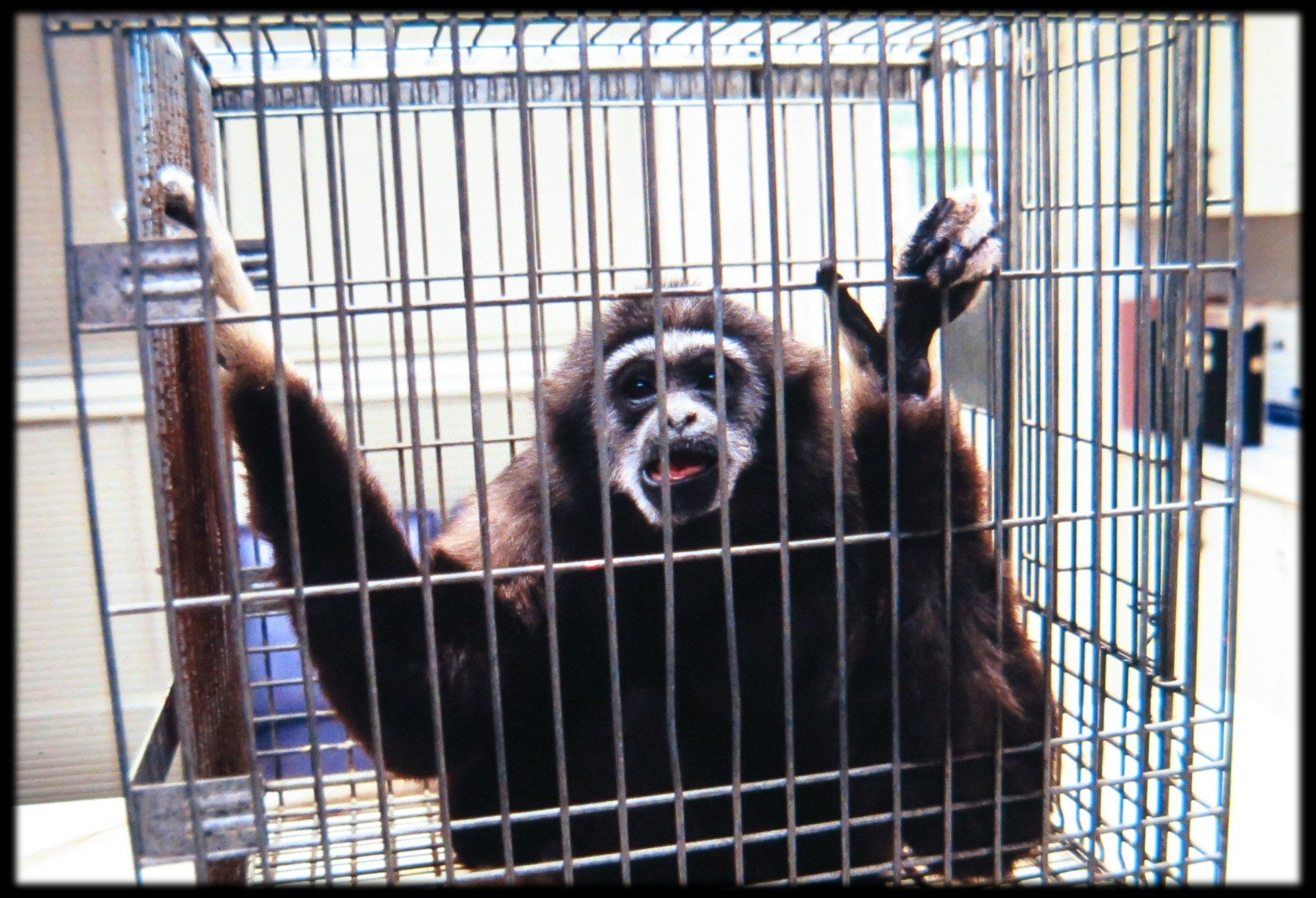 FW Hendriks Monkey Primates 1997