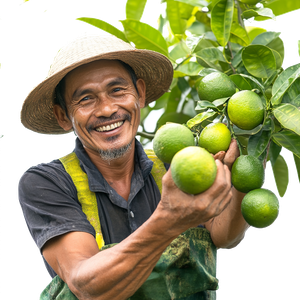 Calamansi-Farmer-Image