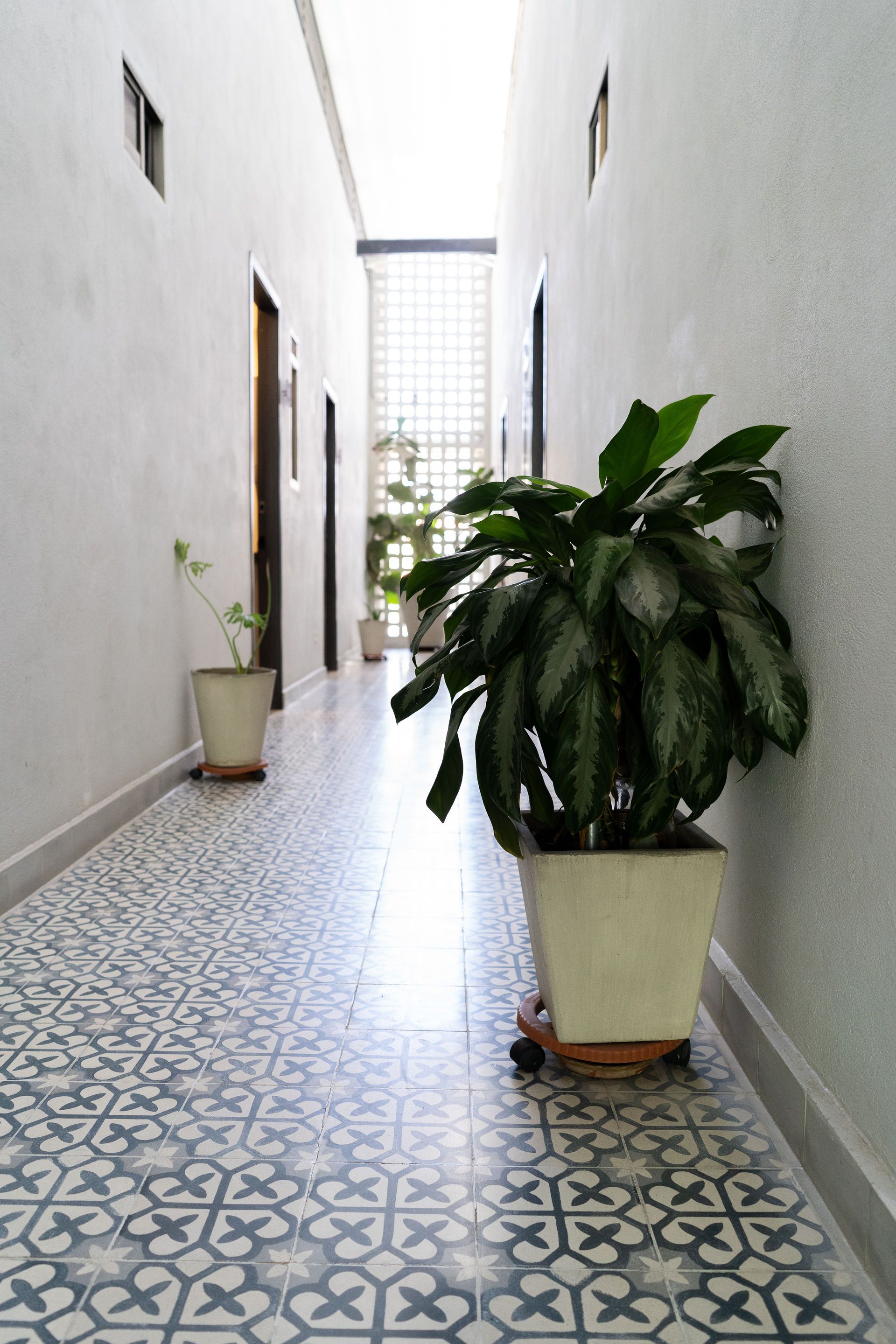 Pasillo largo con piso de baldosas estampadas, paredes blancas, plantas en macetas y luz natural proveniente de una ventana de bloques de vidrio.