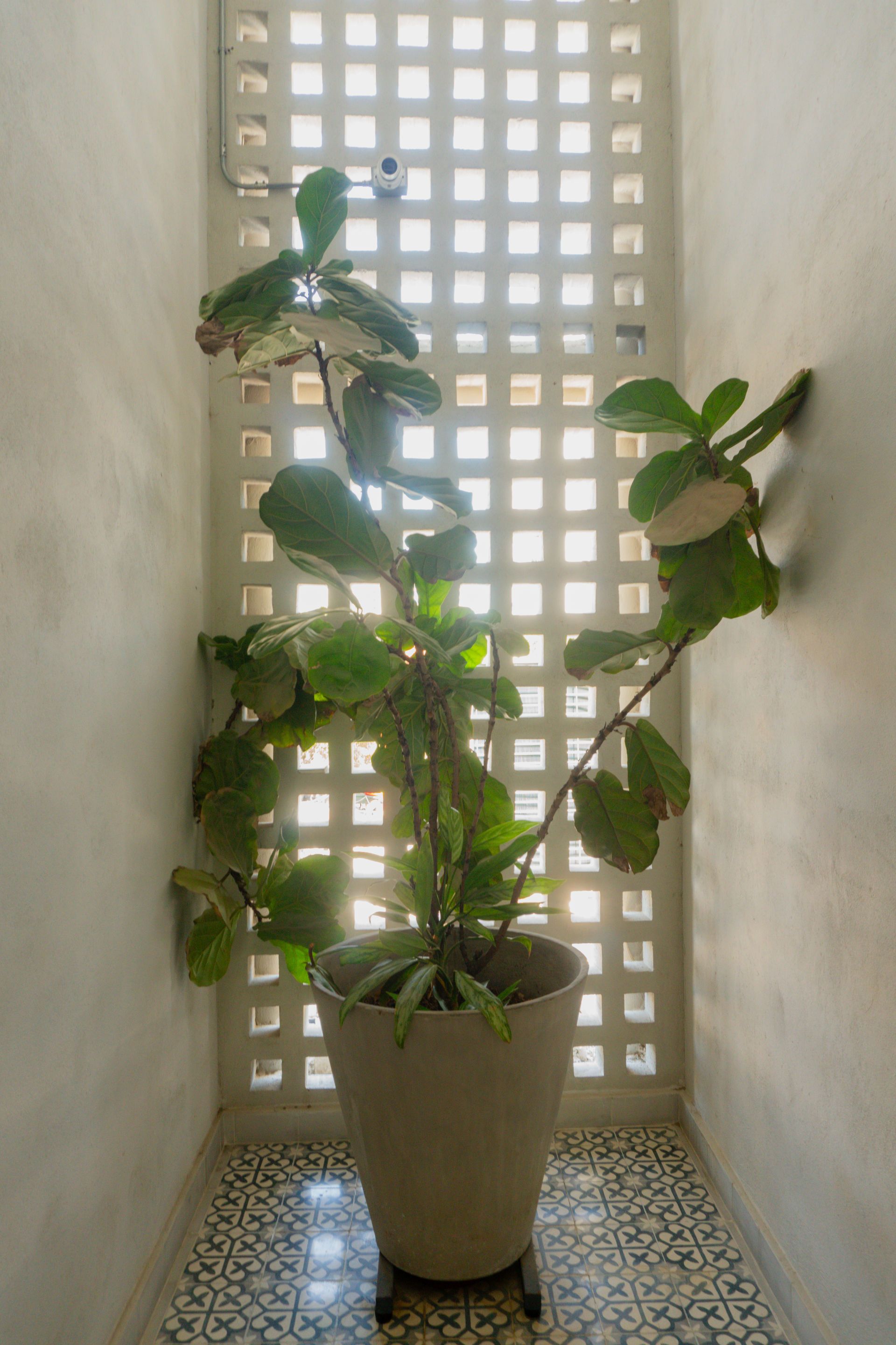 Una planta en maceta en un rincón blanco con una pared enrejada y piso de baldosas estampadas.