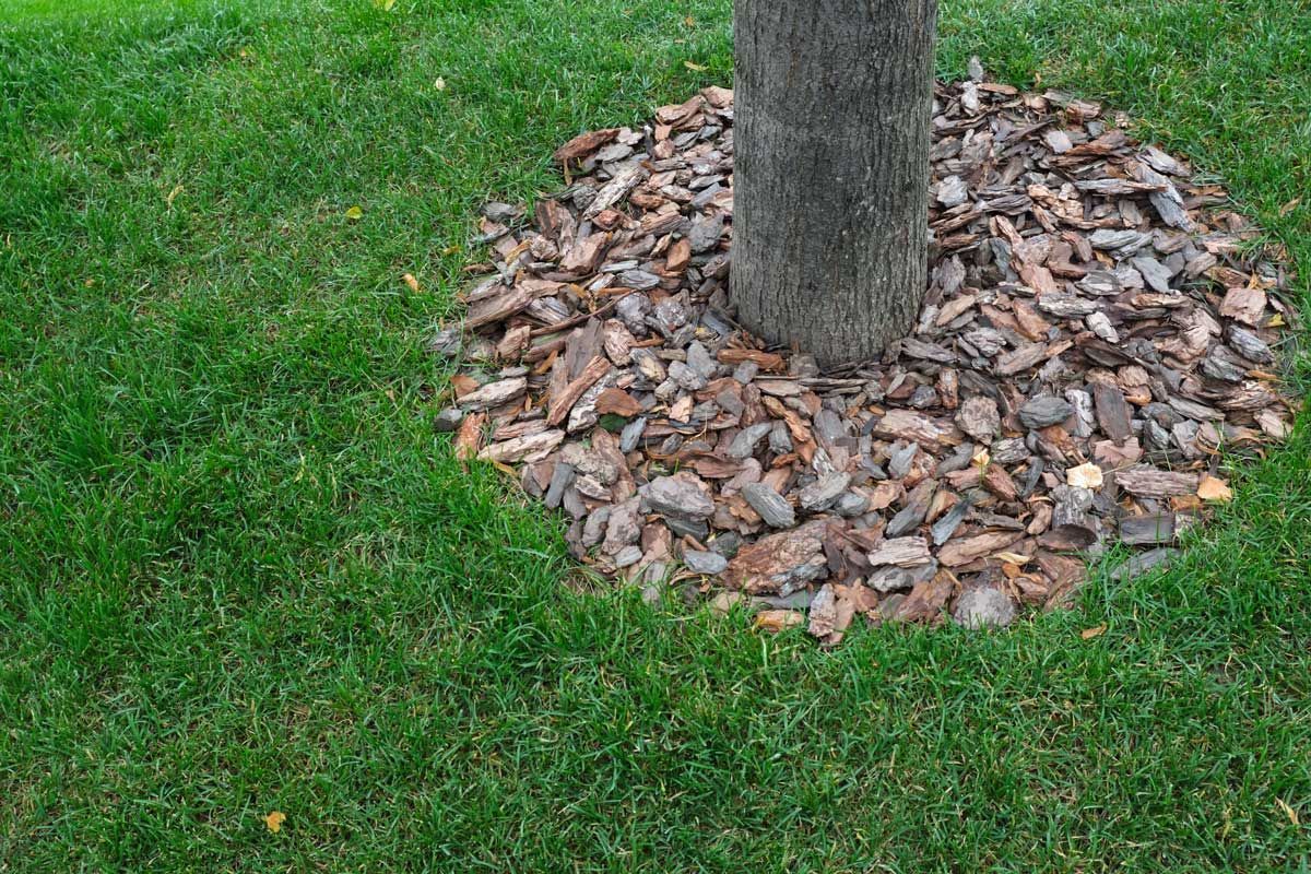 Tree trunk surrounded by bark mulch in a green lawn.
