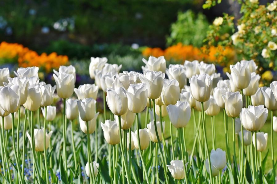 cremation services Manchester, NJ