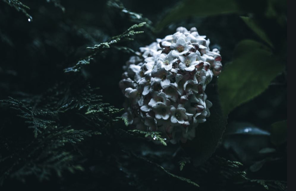 How to Raise Money for a Loved One's Funeral Funeral Homes