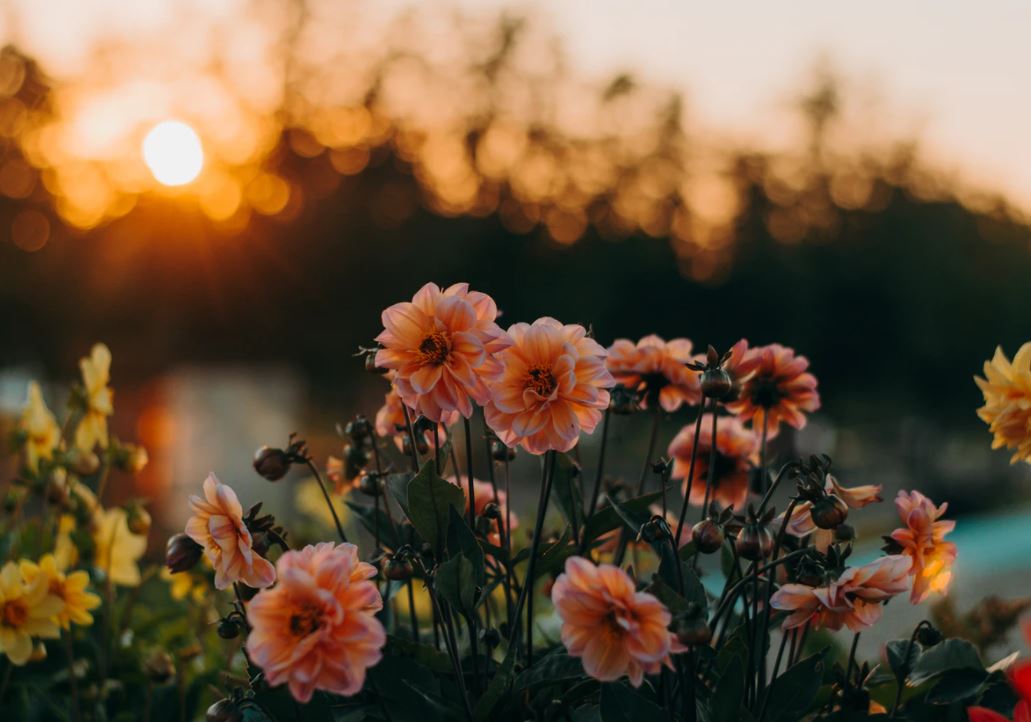 How to Make a Memorial Donation in Honor of Someone