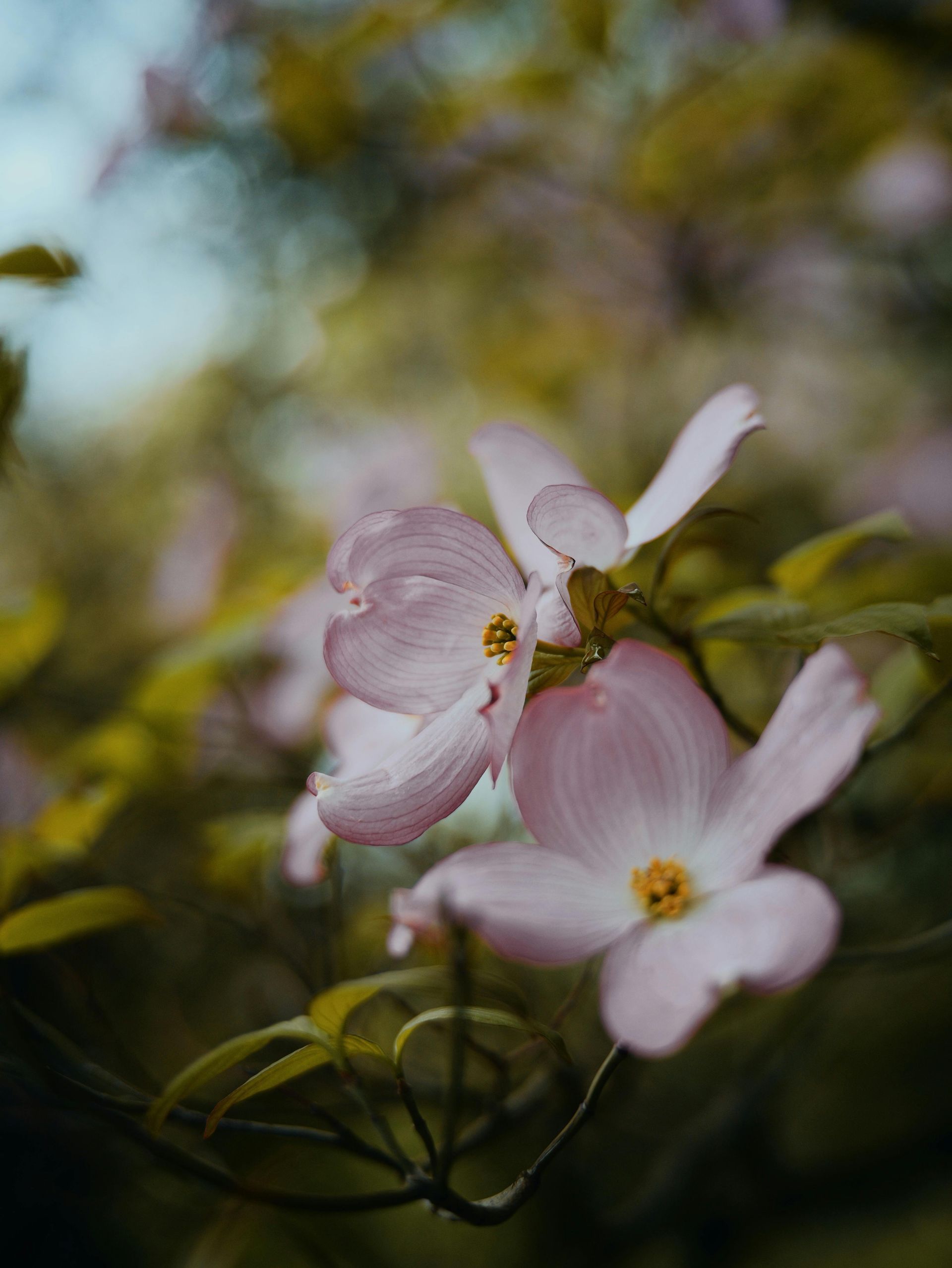 Pink dogwood flowers with yellow centers against a blurred green and blue background.