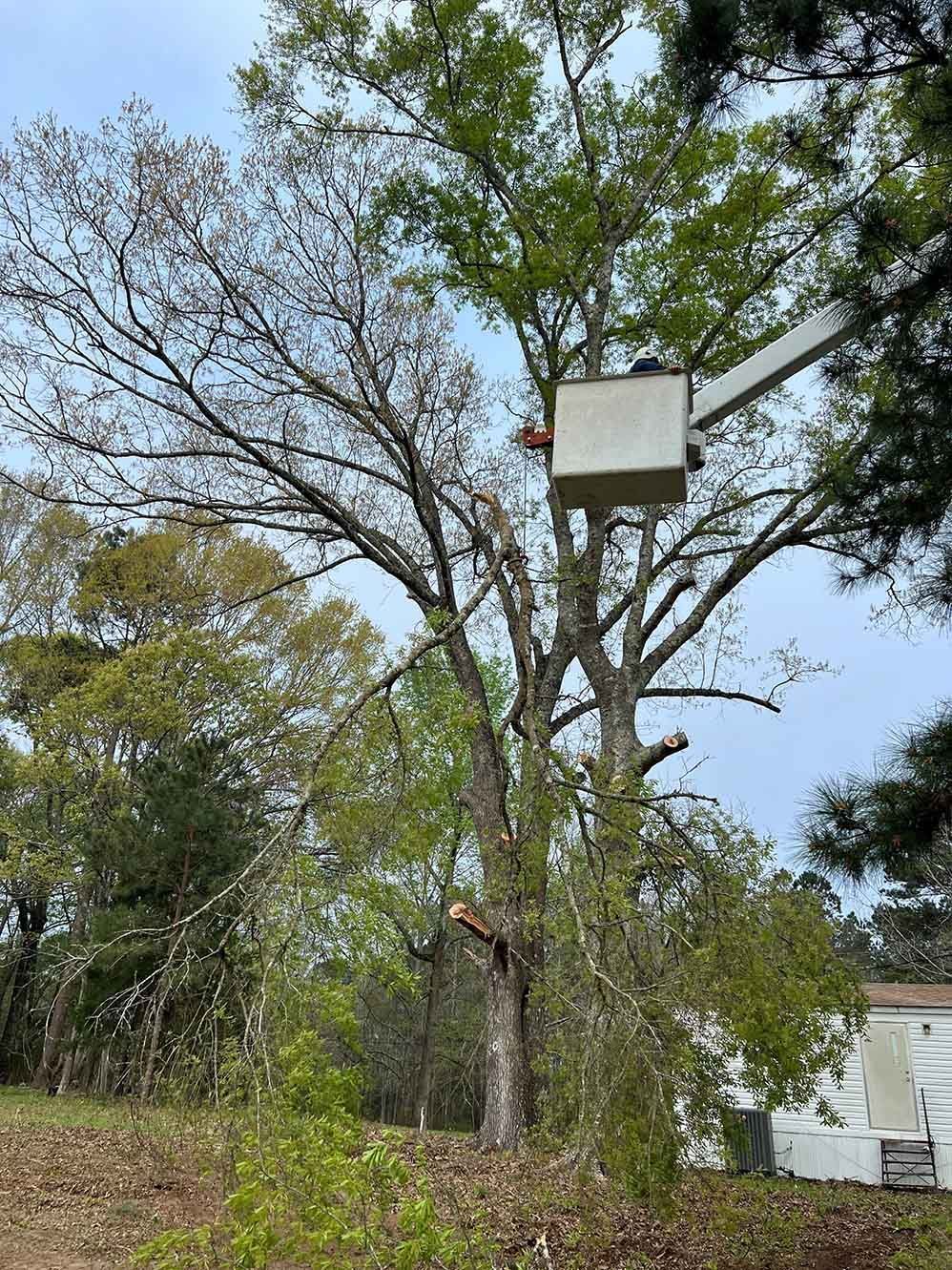 A man is cutting a tree with a bucket truck.