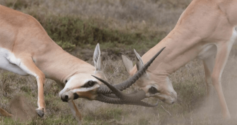 Two antelope are fighting with their horns in a field.
