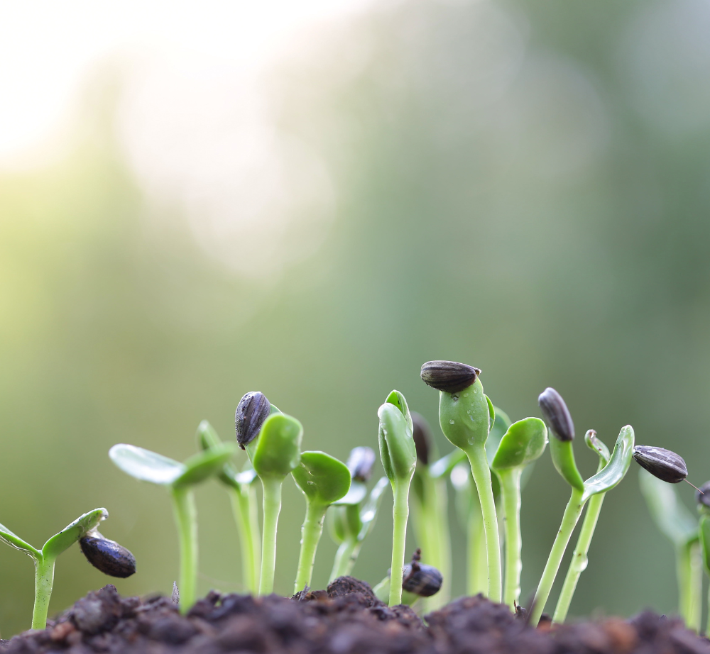 A bunch of small plants are growing out of the ground.
