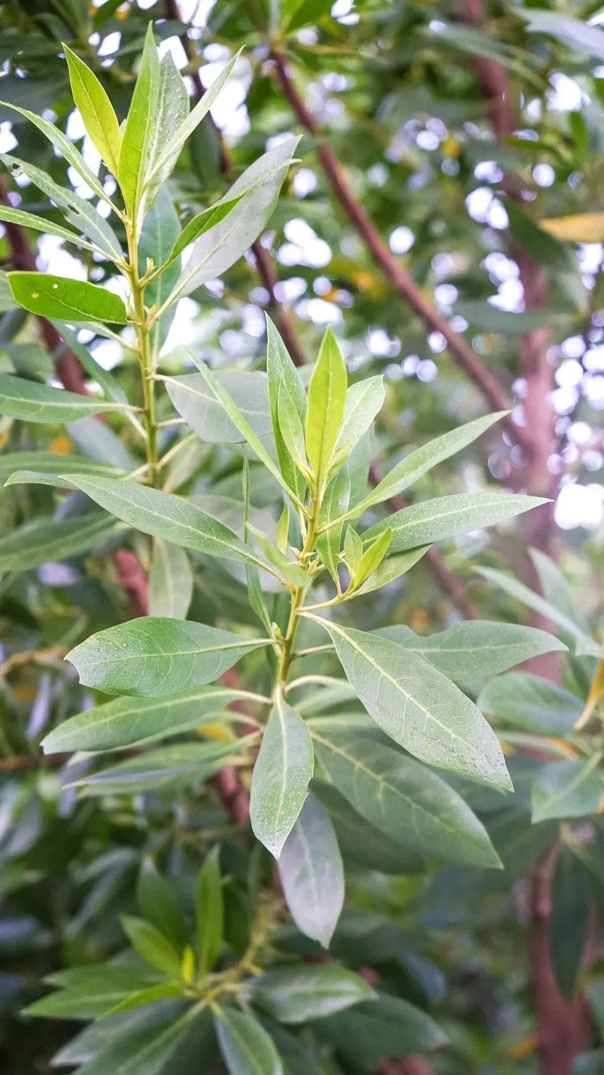 Firebush Plant