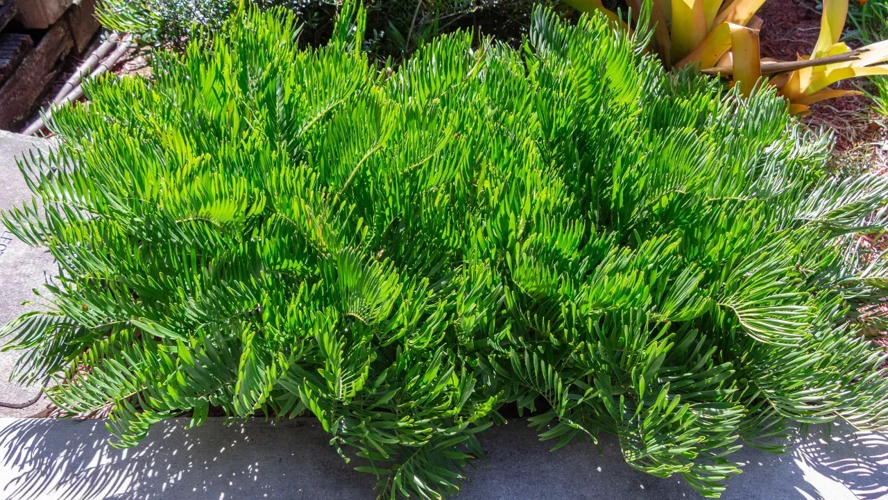 Coontie Plant
