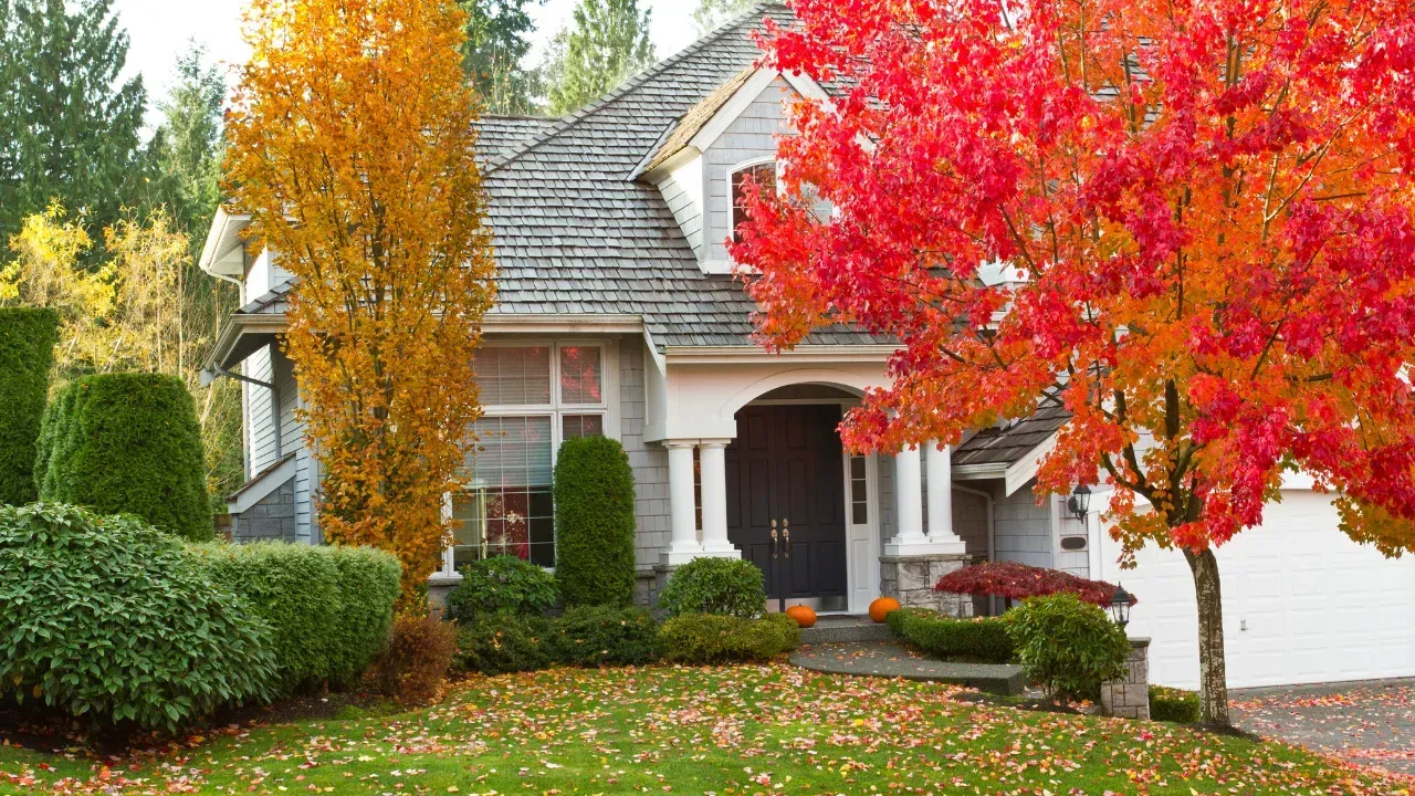 A house with a colorful red tree next to a yellow tree