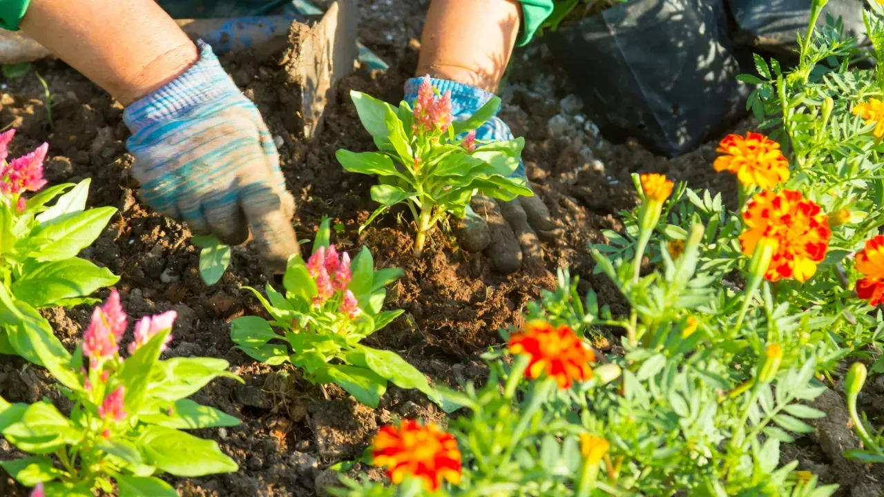 A person gardening with gloves on