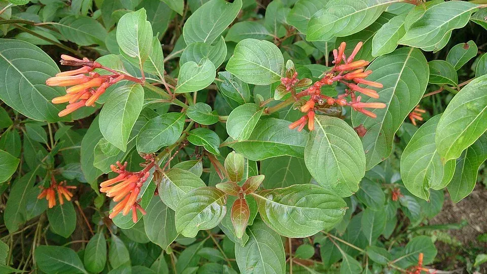 Firebush Plant