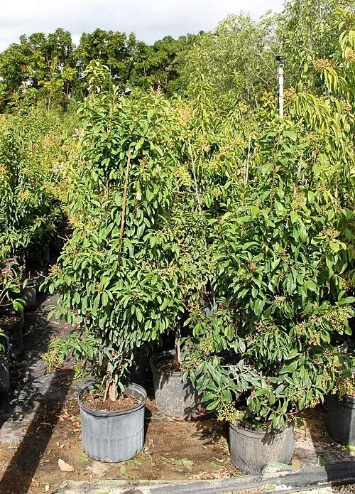 Marlberry Plant