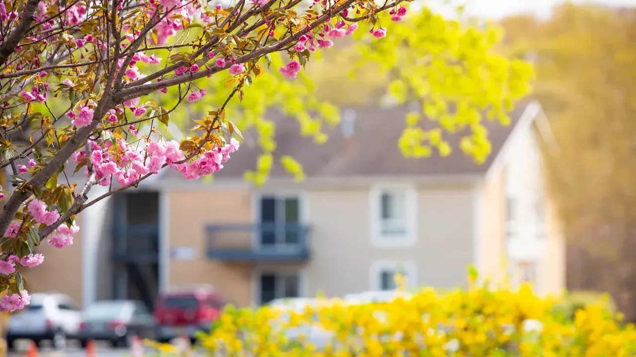 a cherry blossom tree with a house in the background