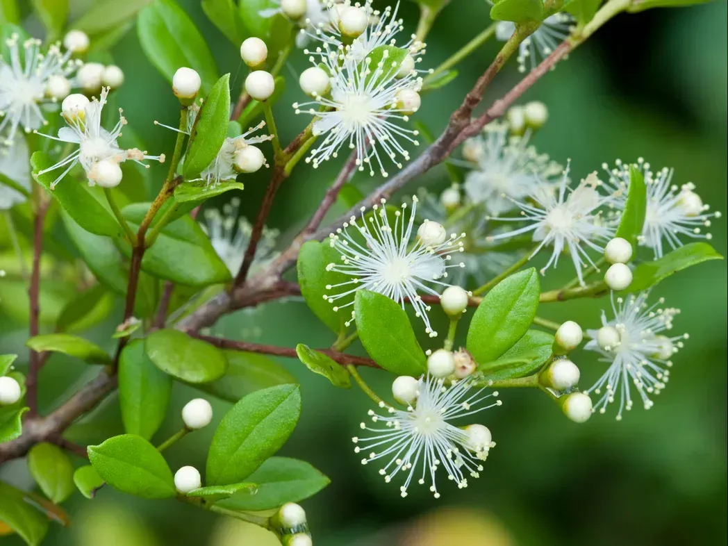 Simpson's Stopper Plant