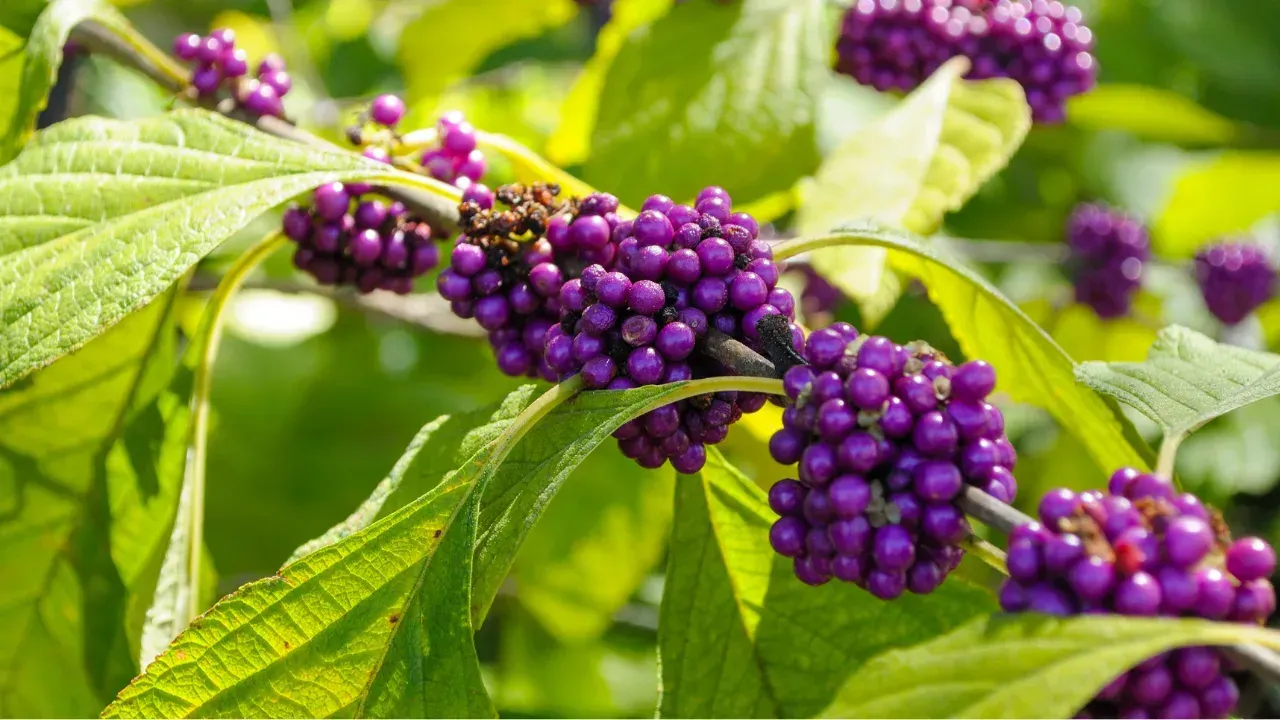 American Beautyberry plant