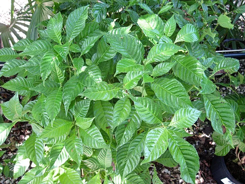 Wild Coffee Plant