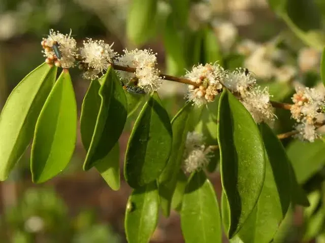 White Stopper Plant