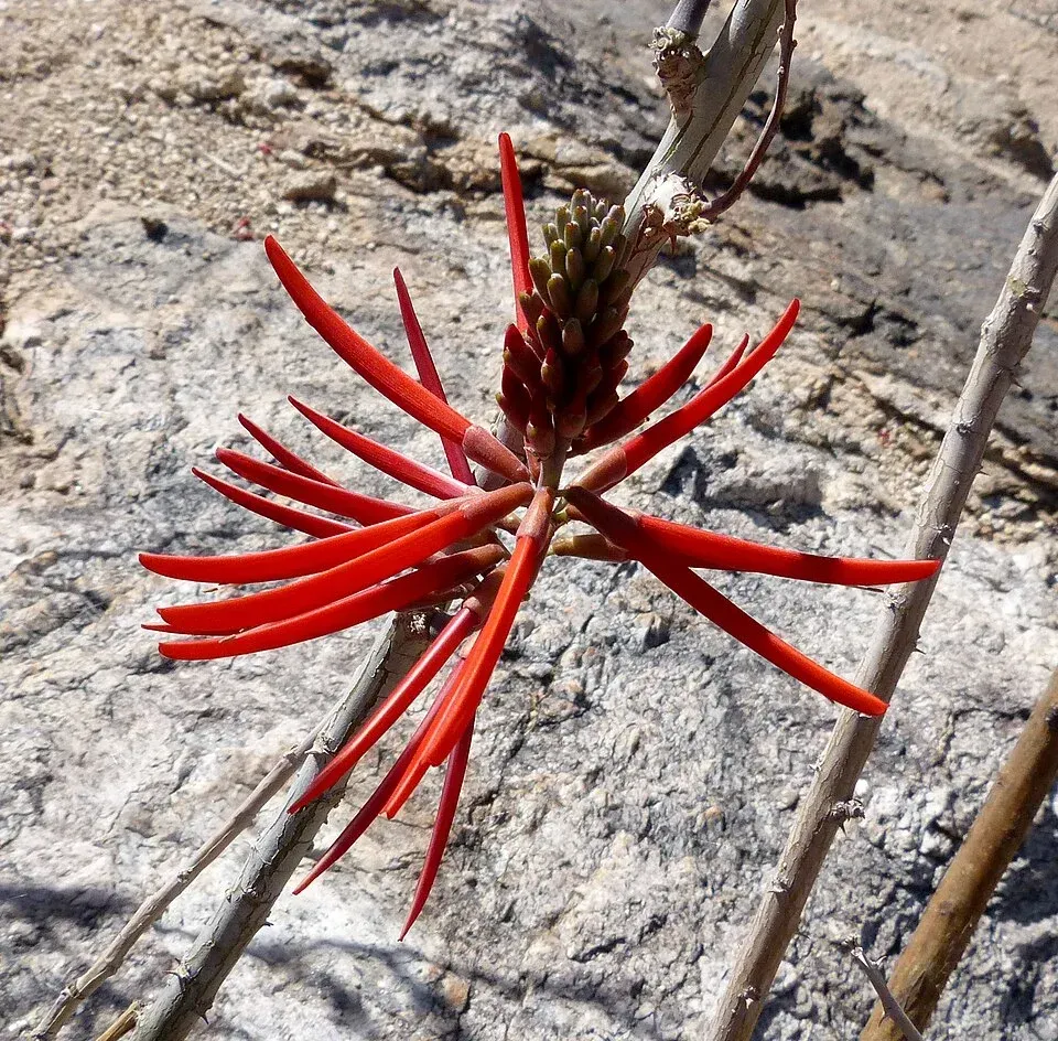 Coral Bean Plant