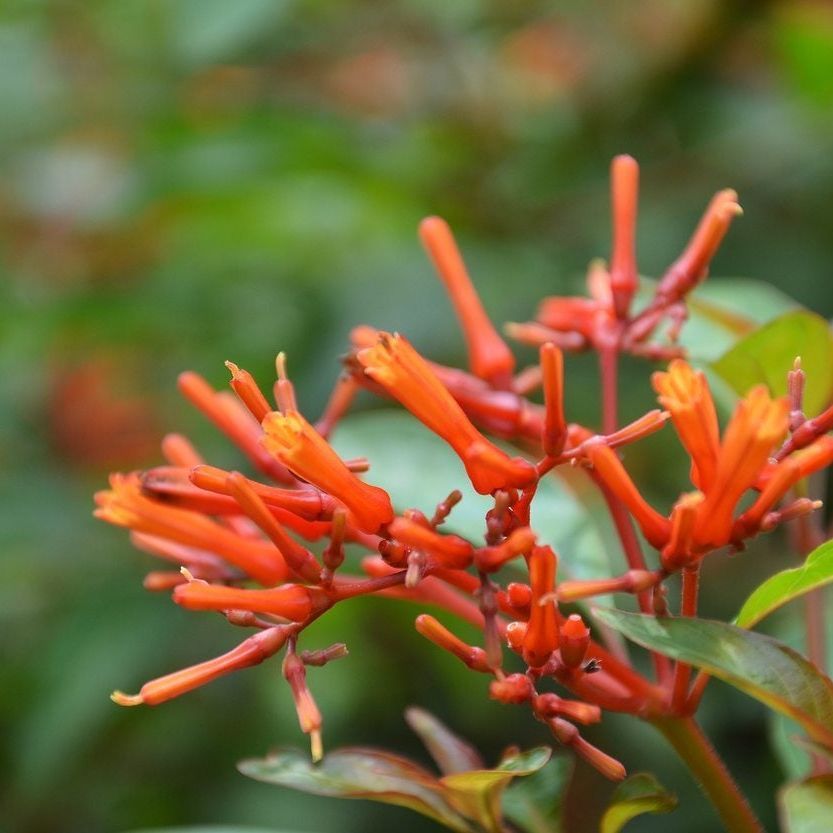 Firebush Plant