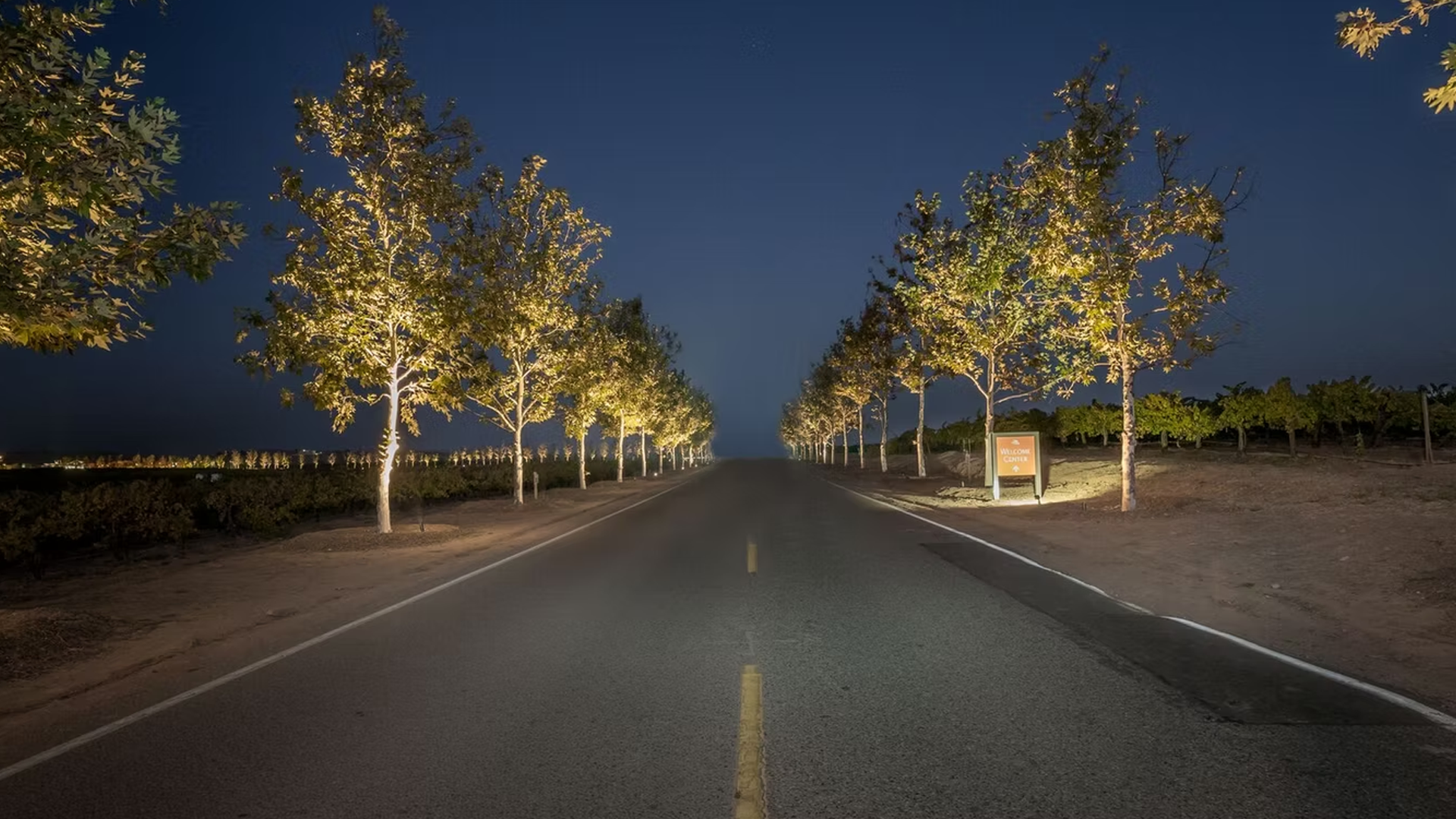 Road lined with illuminated trees at dusk, leading towards a distant horizon.