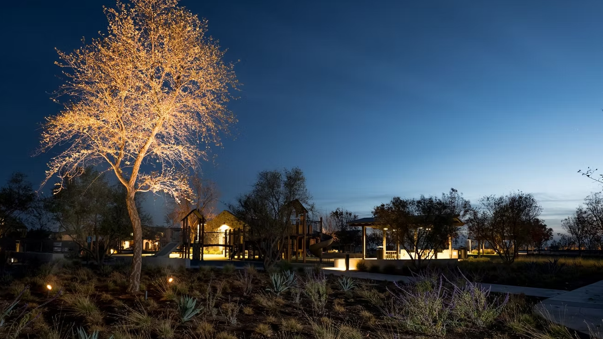 Nighttime view of a tree lit by spotlights, with buildings and other trees in the distance against a dark blue sky.