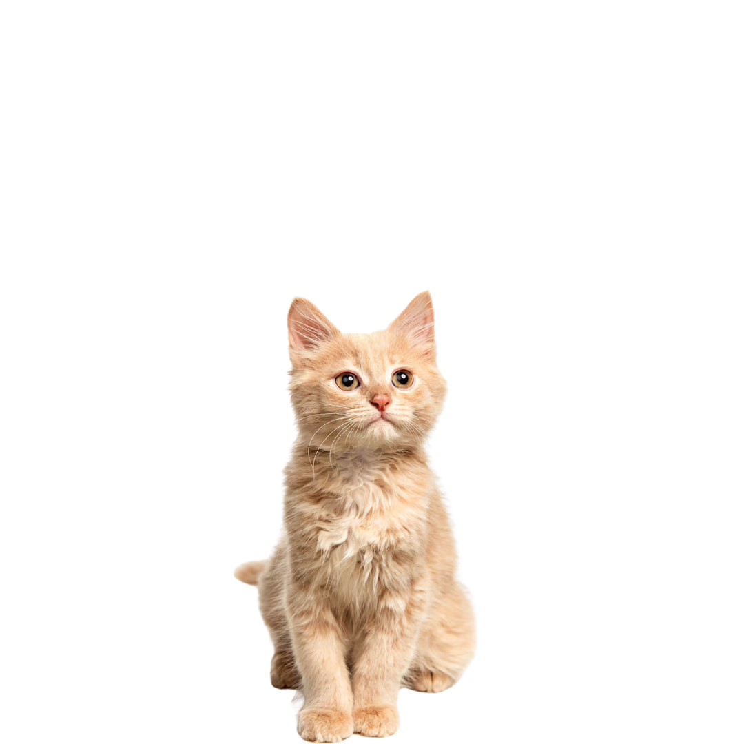 Un chaton est assis sur un fond blanc et regarde la caméra.