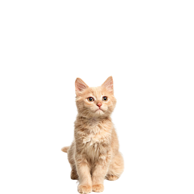 Un chaton est assis sur un fond blanc et regarde la caméra.
