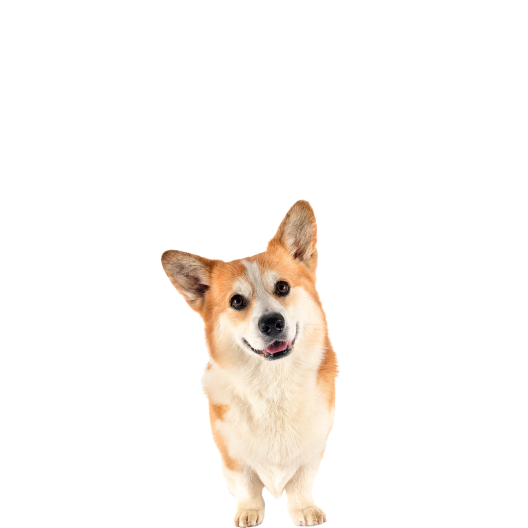 Un chien corgi marron et blanc se tient debout sur un fond blanc et regarde la caméra.