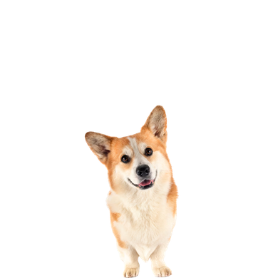 Un chien corgi marron et blanc se tient debout sur un fond blanc et regarde la caméra.