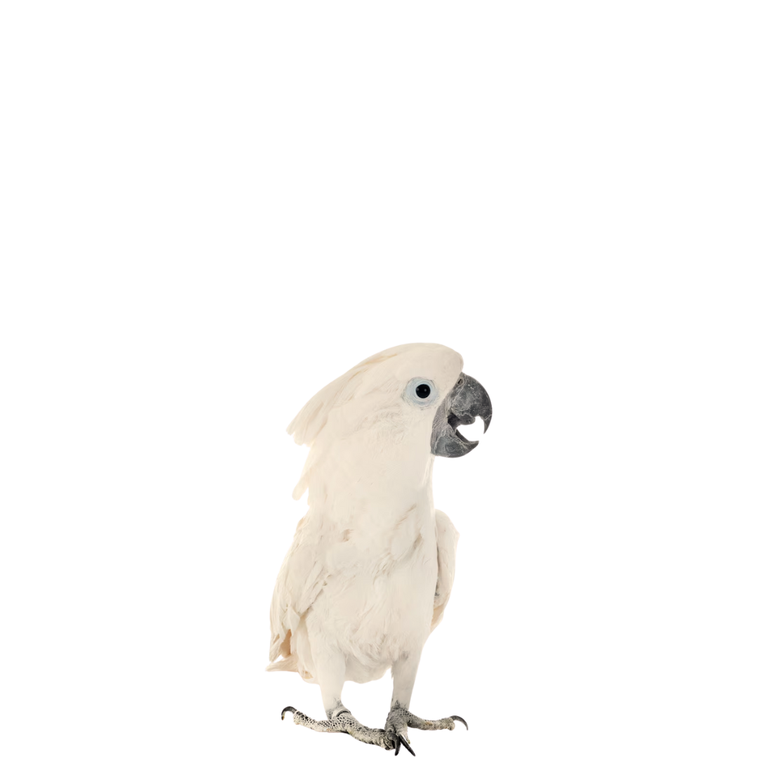 Un perroquet blanc avec un long bec se tient debout sur un fond blanc.
