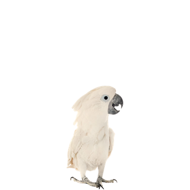 Un perroquet blanc avec un long bec se tient debout sur un fond blanc.