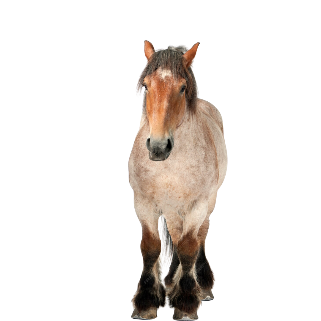 Un cheval brun se tient debout sur un fond blanc et regarde la caméra.