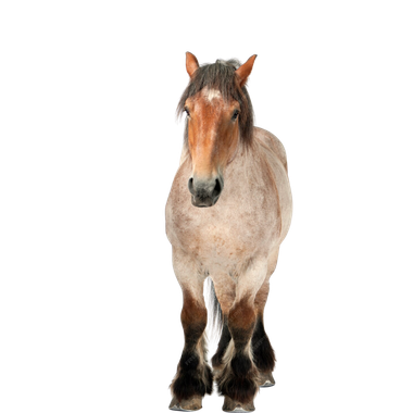 Un cheval brun se tient debout sur un fond blanc et regarde la caméra.