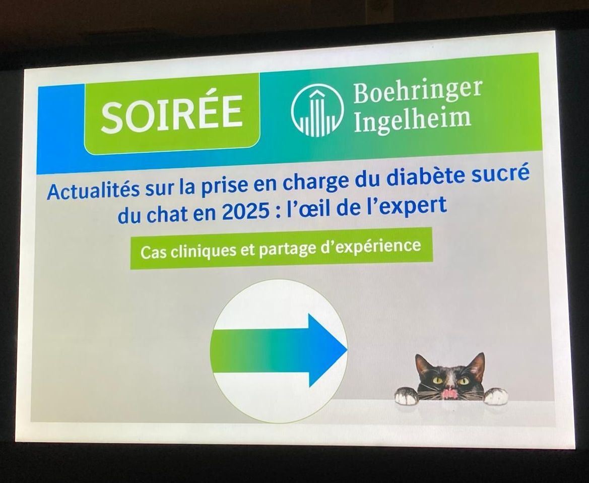 Un chat regarde derrière un panneau indiquant « soirée »