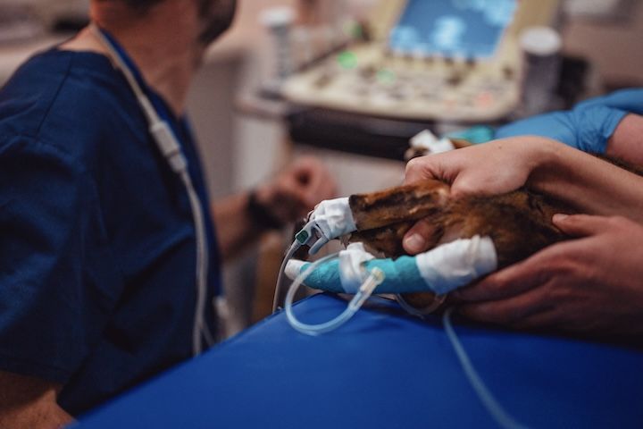 Un chien est examiné par un vétérinaire dans un hôpital.