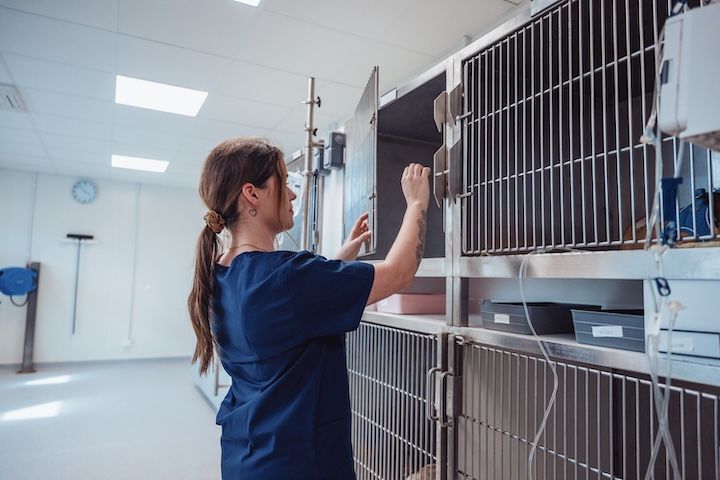 Une vétérinaire ouvre une cage dans un hôpital vétérinaire.