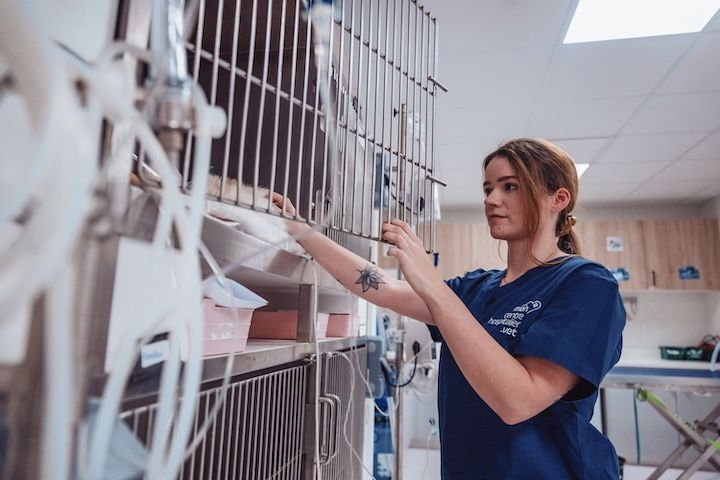 Une vétérinaire travaille sur un chat dans une cage.