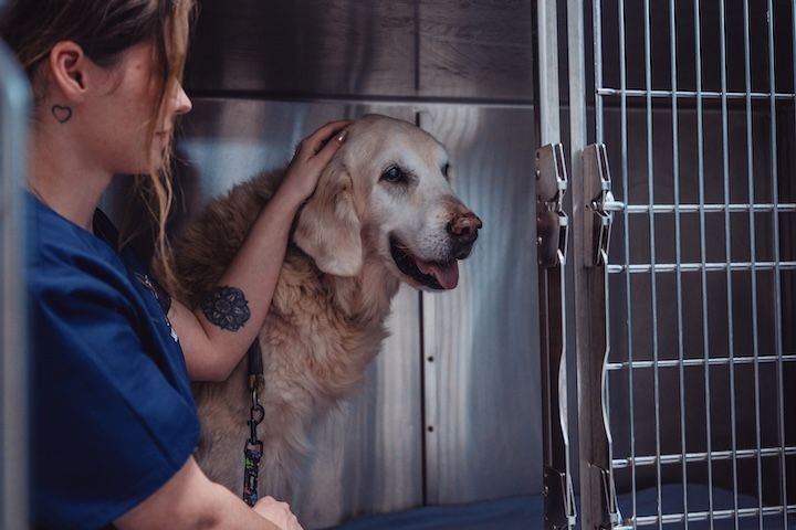 Une femme caresse un chien dans une cage.