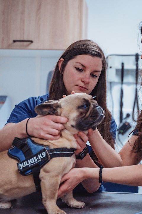Une femme tient un chien carlin sur une table.