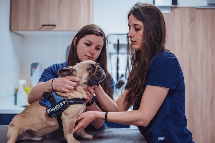 Deux femmes examinent un carlin sur une table.