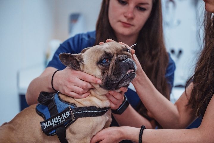 Un bouledogue français est examiné par un vétérinaire.