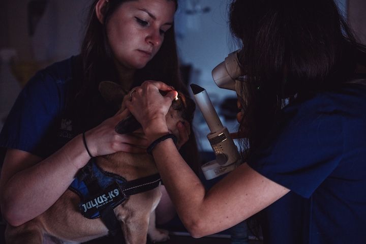 Deux femmes examinent les yeux d'un chien dans une pièce sombre.