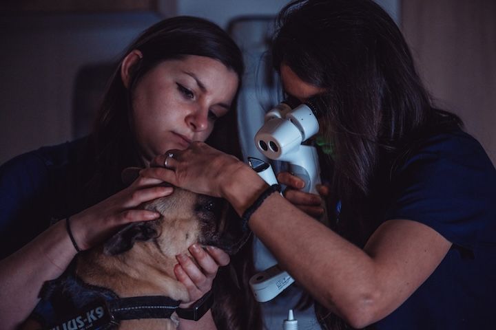 Deux femmes examinent les yeux d'un chien avec un microscope.