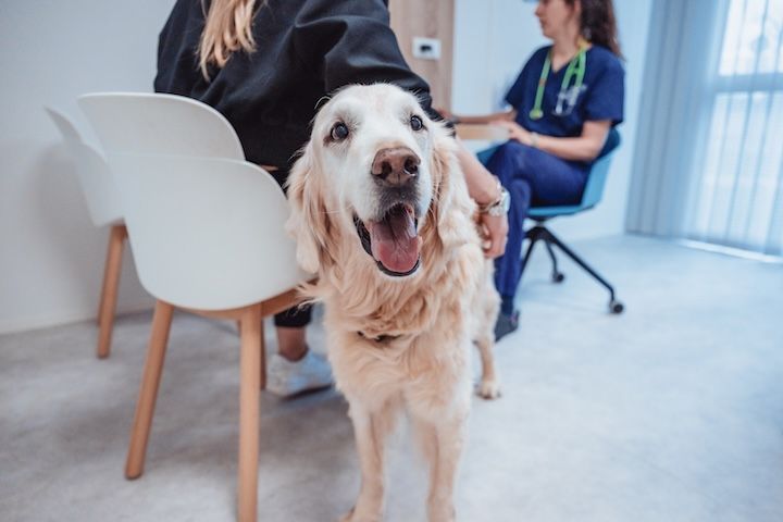 Un chien se tient à côté d'une femme assise sur une chaise dans le cabinet d'un vétérinaire.