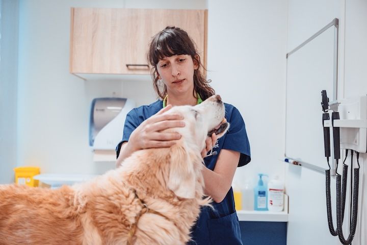 Une vétérinaire examine un chien dans une clinique vétérinaire.