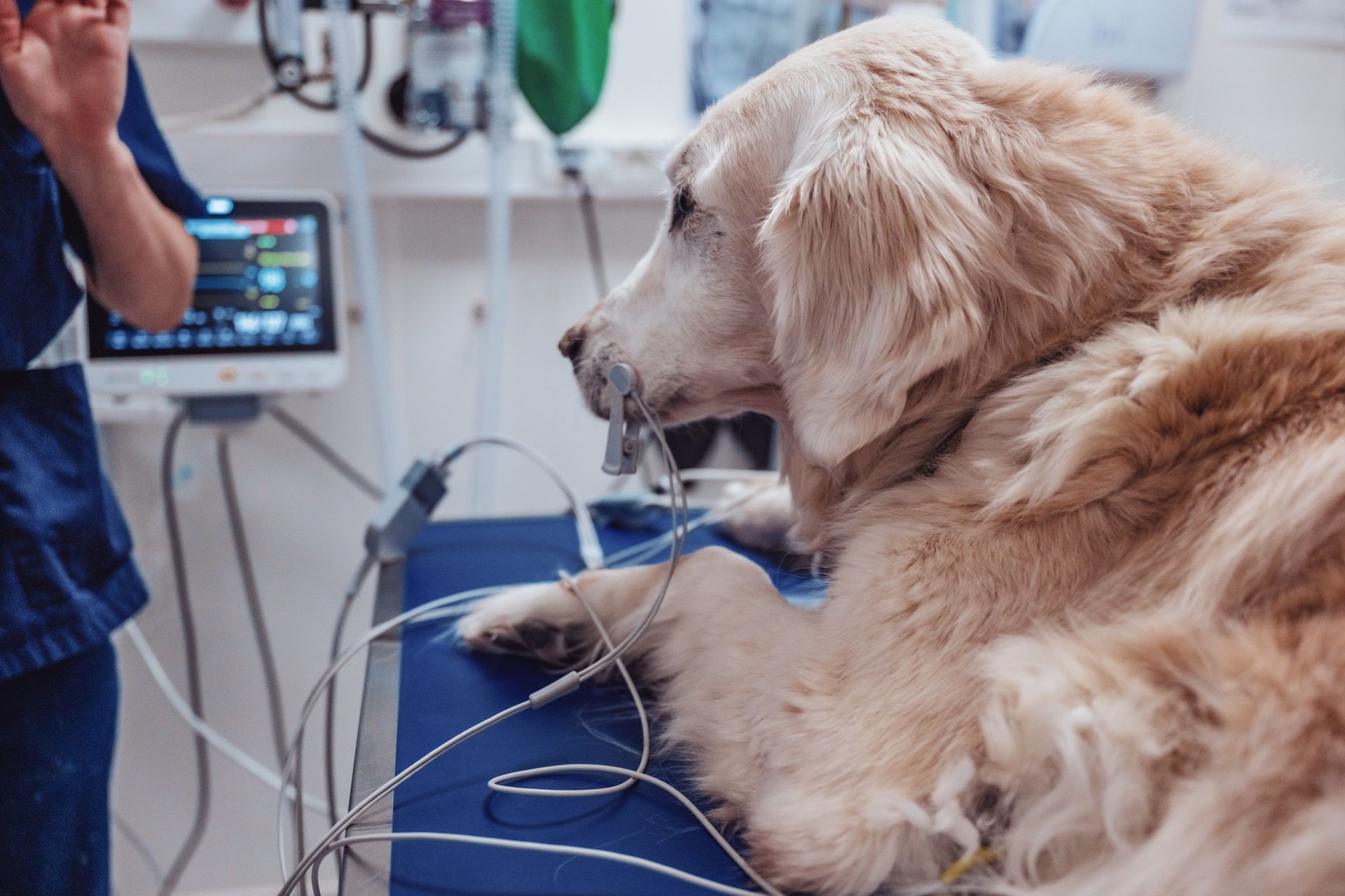 Un chien est allongé sur une table avec une perfusion dans la gueule.